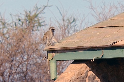 Kenia (123)